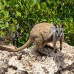L’Australia non raggiunge gli obiettivi ambientali, sostiene un ecologo esperto.