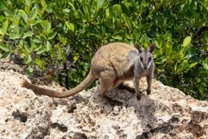 L’Australia non raggiunge gli obiettivi ambientali, sostiene un ecologo esperto.