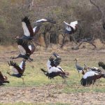 Declino di fino al 50% delle specie di uccelli lungo la via migratoria africana-eurasiatica.