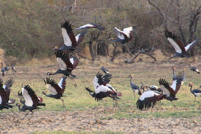 Declino di fino al 50% delle specie di uccelli lungo la via migratoria africana-eurasiatica.