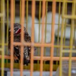 Oltre un milione di uccelli vivi importati in Asia in 15 anni, secondo un rapporto.