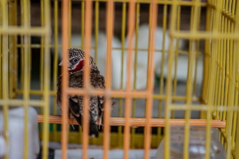 Oltre un milione di uccelli vivi importati in Asia in 15 anni, secondo un rapporto.