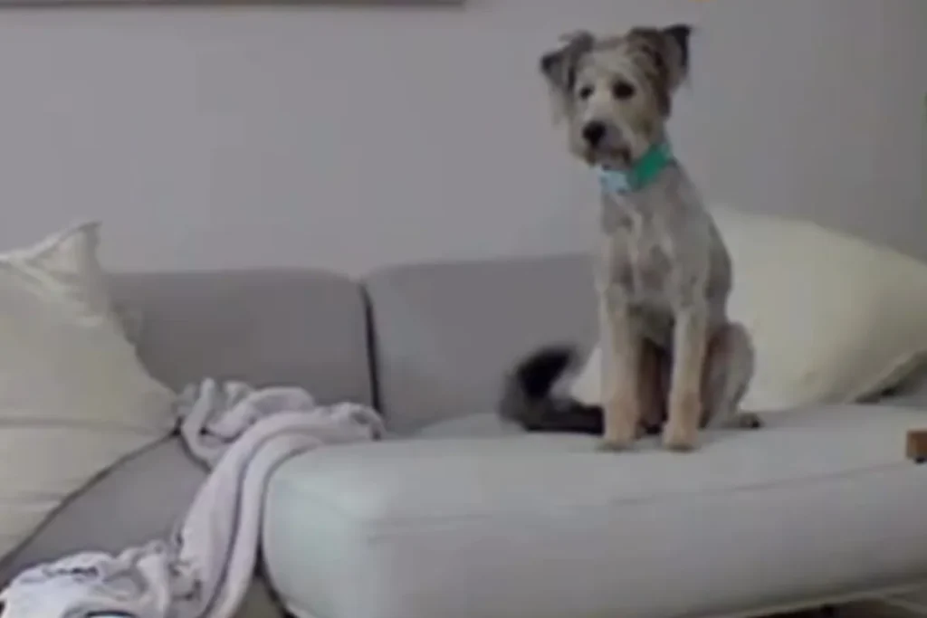 Cane salvato affronta la solitudine per la prima volta: emozioni sorprendenti da vedere.