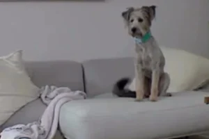 Cane salvato affronta la solitudine per la prima volta: emozioni sorprendenti da vedere.