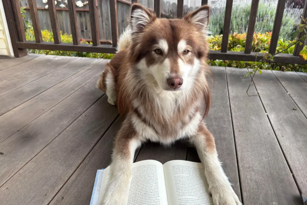 Sette test facili da fare a casa per valutare l’intelligenza del tuo cane.