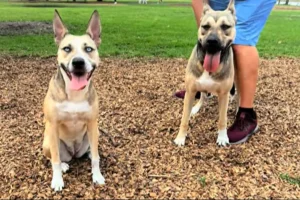 Cane adottato si riunisce con il fratello: la reazione del nuovo proprietario sorprende tutti.