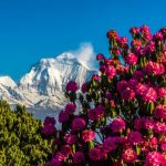 Turismo dei rododendri in Nepal alimenta preoccupazioni per traffico di alcolici non regolamentato.