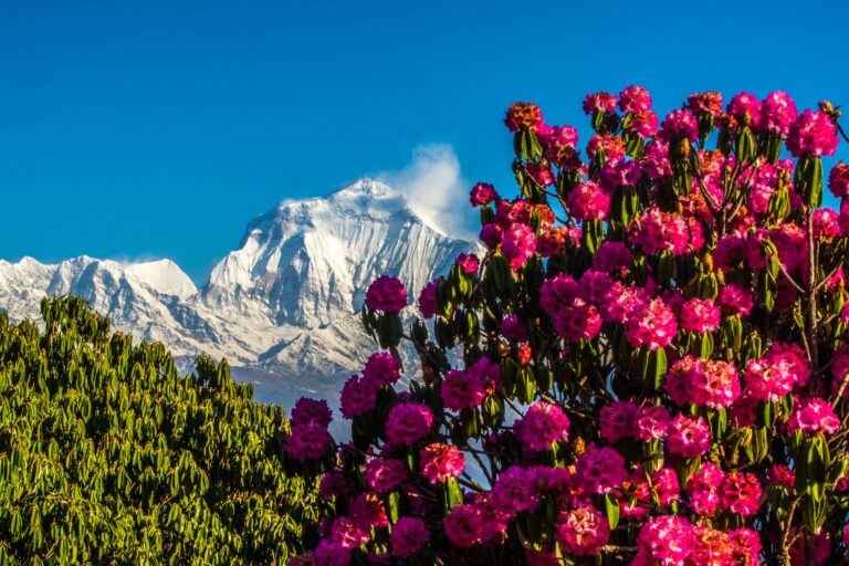 Turismo dei rododendri in Nepal alimenta preoccupazioni per traffico di alcolici non regolamentato.