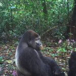 Ebo Forest: rapporti di élite legati ai permessi di disboscamento in Cameroon.