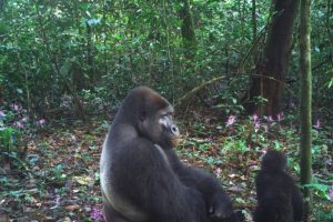 Ebo Forest: rapporti di élite legati ai permessi di disboscamento in Cameroon.