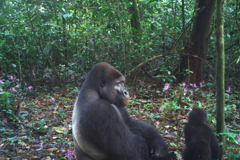 Ebo Forest: rapporti di élite legati ai permessi di disboscamento in Cameroon.