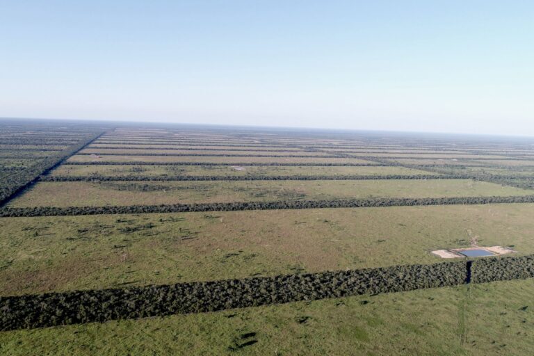 Paraguay amplia riserva nel Gran Chaco, ma la deforestazione continua ad aumentare. Perché?