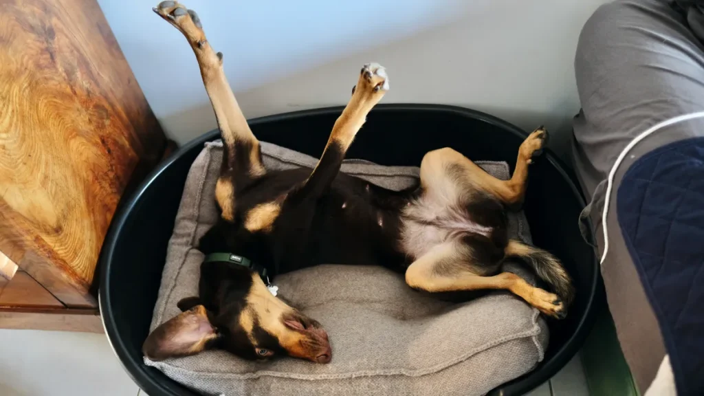 5 segnali che dimostrano che il tuo cane si sente al sicuro a casa.