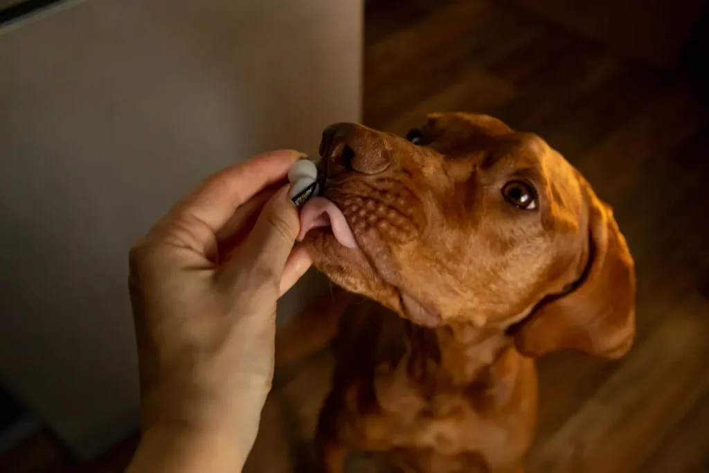 Probiotici per cani: 6 aspetti chiave da considerare secondo i veterinari.