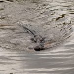 La distruzione delle paludi aumenta gli attacchi di coccodrilli nell’isola di Bangka in Indonesia.