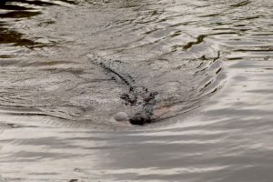 La distruzione delle paludi aumenta gli attacchi di coccodrilli nell’isola di Bangka in Indonesia.