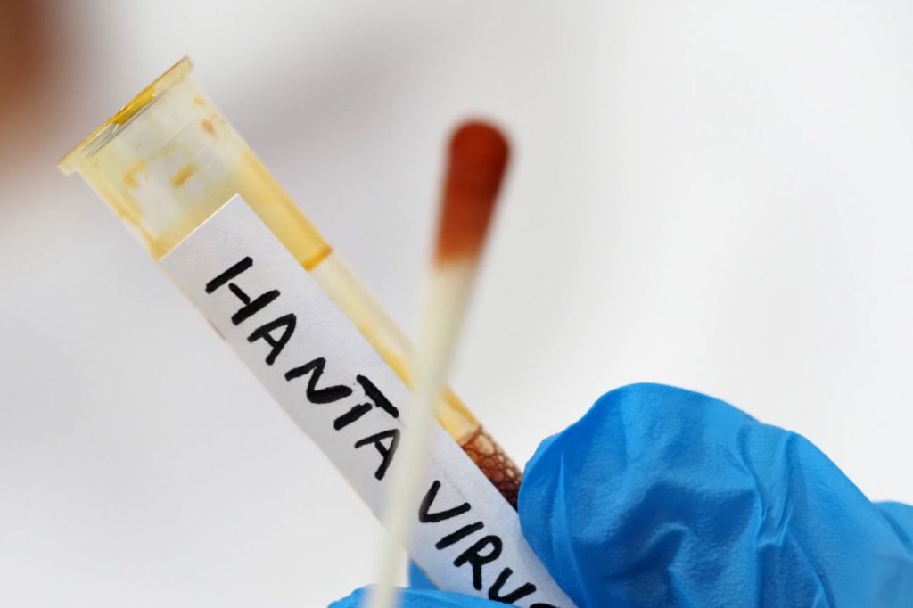 Hantavirus: il Ministero della Salute conferma l’assenza di casi in Italia.