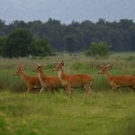 Sottospecie rara di cervo acquatico prospera nel suo nuovo habitat in India.