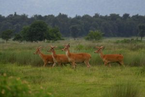 Sottospecie rara di cervo acquatico prospera nel suo nuovo habitat in India.