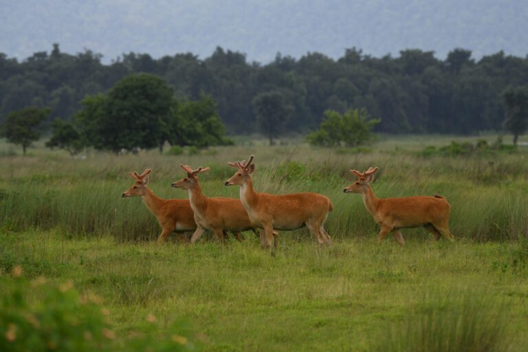 Sottospecie rara di cervo acquatico prospera nel suo nuovo habitat in India.