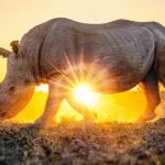 Sospetto bracconiere di rinoceronti, liberato più volte su cauzione, ucciso in Sudafrica.