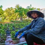 Invasione salina nel Delta del Mekong: conflitto tra agricoltori e scienziati.