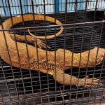 Indonesia smantella rete di traffico illegale di animali mirata ai draghi di Komodo.