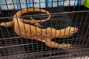 Indonesia smantella rete di traffico illegale di animali mirata ai draghi di Komodo.