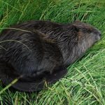 Datazione delle piante rivela l’arrivo dei castori nell’Artico canadese