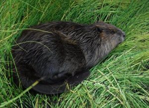 Datazione delle piante rivela l’arrivo dei castori nell’Artico canadese