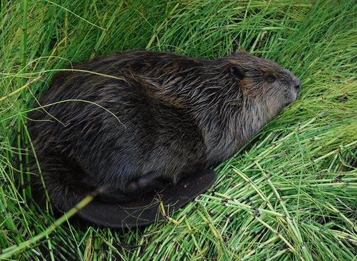 Datazione delle piante rivela l’arrivo dei castori nell’Artico canadese