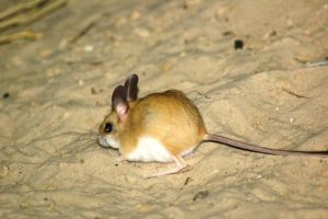 Studio rivela: il 40% delle specie dipendenti dal suolo è minacciato o mancante di dati.