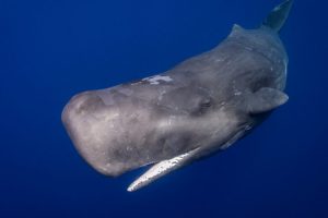 Ocean philanthropy: piccole donazioni per un grande impatto sul mare. Fai la differenza!