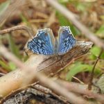 Nuove tecniche di indagine rivelano sorprendenti scoperte sulla biodiversità del Madagascar.