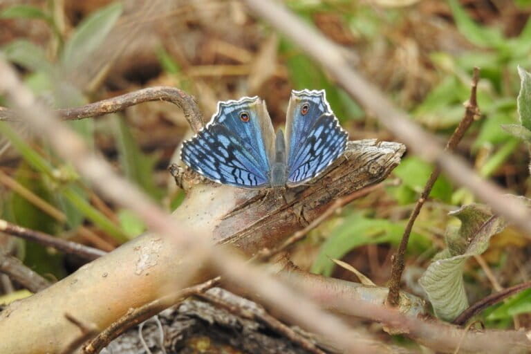 Nuove tecniche di indagine rivelano sorprendenti scoperte sulla biodiversità del Madagascar.