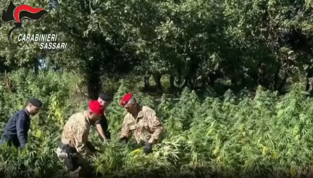Arresti nel nord Sardegna: quattro persone colte in flagranza per coltivazione di droga.