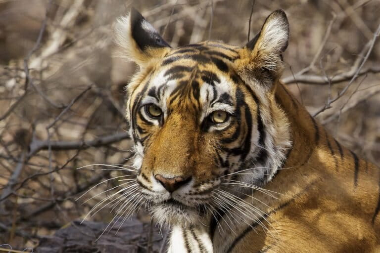 Facebook è un centro per il commercio illegale di fauna selvatica, secondo un rapporto.