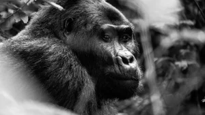 Uganda sviluppa un innovativo modello di turismo naturalistico per competere con i vicini.