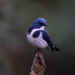 Nepal: infrastrutture minacciano habitat naturali oltre le aree protette, allerta uno studio.