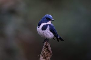 Nepal: infrastrutture minacciano habitat naturali oltre le aree protette, allerta uno studio.