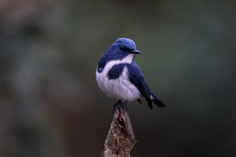 Nepal: infrastrutture minacciano habitat naturali oltre le aree protette, allerta uno studio.