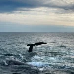 Balene giuste del Nord Atlantico, protezioni a rischio rinvio fino al 2035