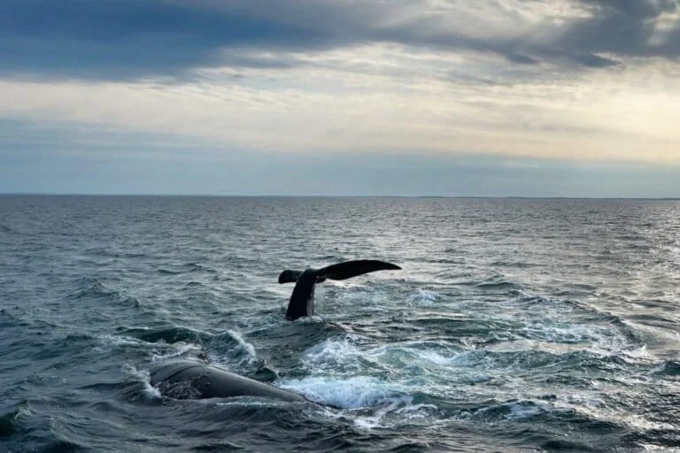 Balene giuste del Nord Atlantico, protezioni a rischio rinvio fino al 2035