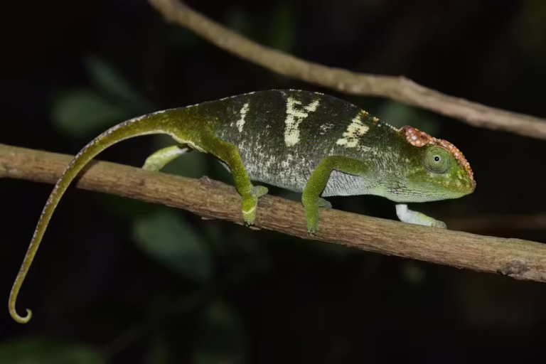 In Mozambico, quattro montagne isolate rivelano quattro nuove specie di camaleonti.