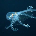 Profondità oceaniche: l’industria mineraria rallenti iniziative dopo cedimento economico.