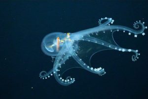 Profondità oceaniche: l’industria mineraria rallenti iniziative dopo cedimento economico.
