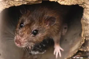 I rischi per la salute legati a parassiti comuni in casa