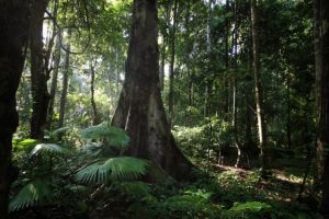 Foreste in pericolo: intervista a Elizabeth Goldman del WRI su fuochi e sfide ambientali.
