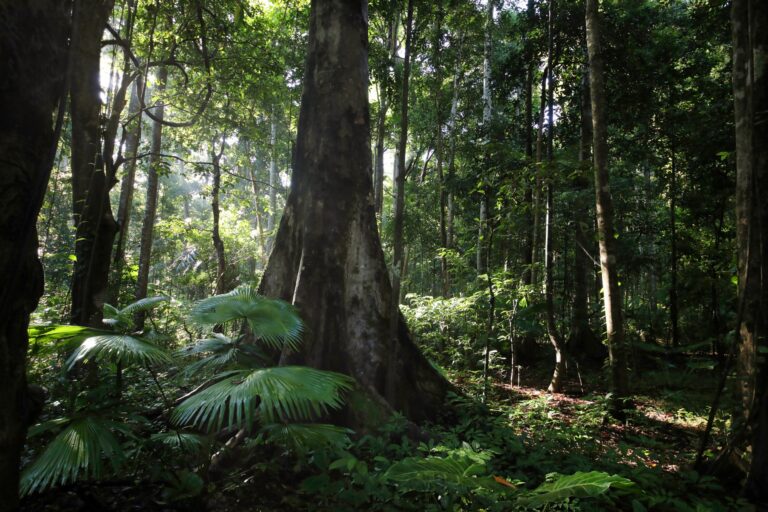 Foreste in pericolo: intervista a Elizabeth Goldman del WRI su fuochi e sfide ambientali.