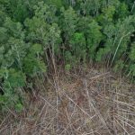 Riconsiderazione dei prestiti IMF per prevenire la deforestazione e proteggere l’ambiente globale.